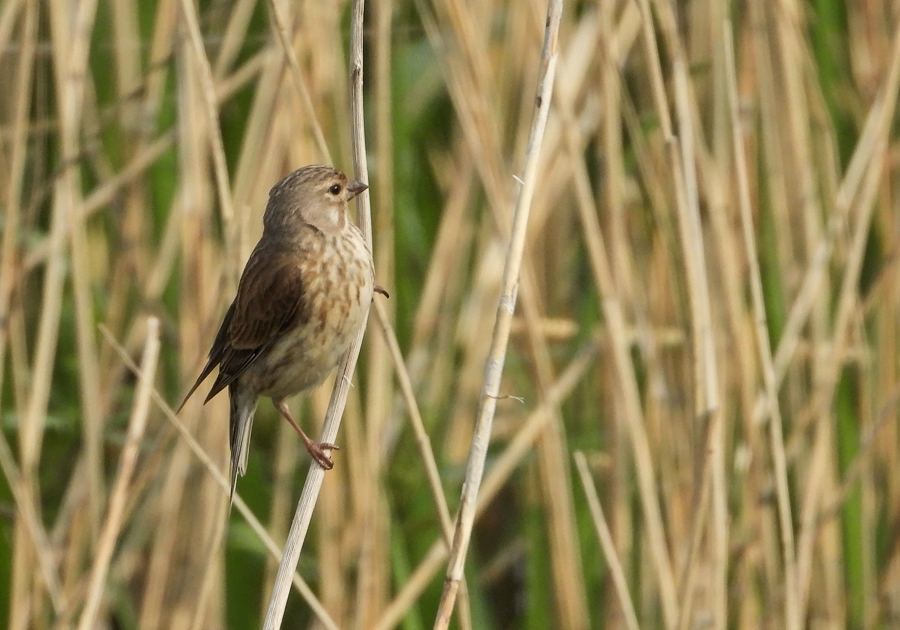 Carduelis cannabina Kneu Linnet